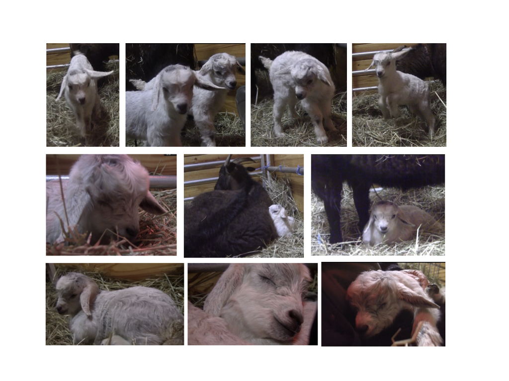 Thanzi baby goats photos day 1 1:4:19.001